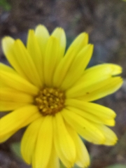Calendula officinalis