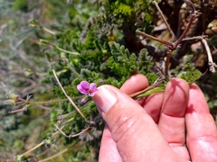 Pelargonium hirtum