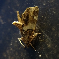 Cutina distincta