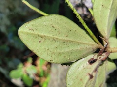 Peperomia leptostachya