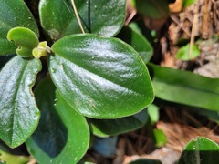 Peperomia leptostachya
