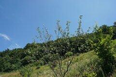 Aria umbellata