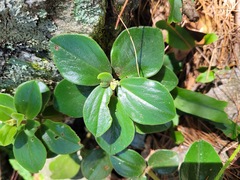 Peperomia leptostachya