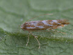 Phyllonorycter