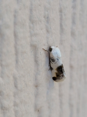 Ponometia candefacta