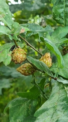 Andricus foecundatrix