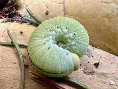 Cimbex femoratus