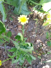 Calendula officinalis