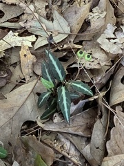 Chimaphila maculata
