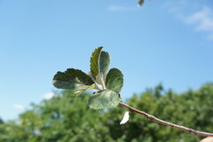 Aria umbellata