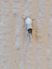 Ponometia candefacta
