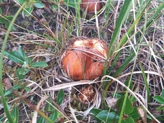 Cortinarius mucosus
