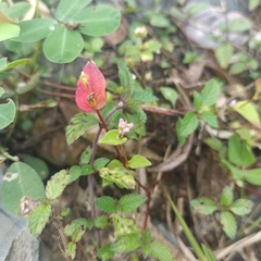 Persicaria nepalensis
