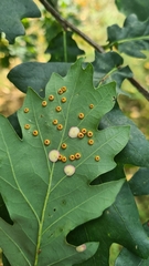 Neuroterus numismalis