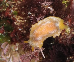 Doriopsilla areolata