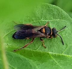 Hoplisoides