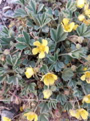 Potentilla acaulis