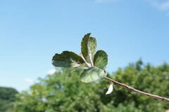 Aria umbellata
