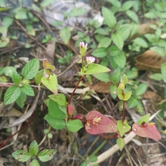 Persicaria nepalensis