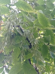 Fraxinus excelsior
