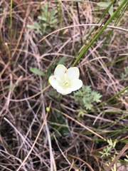 Parnassia glauca