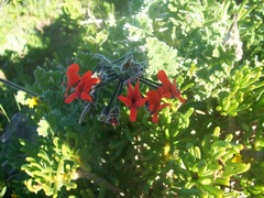 Pelargonium fulgidum