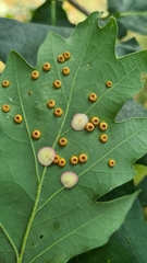 Neuroterus numismalis