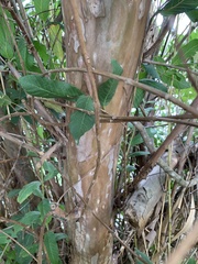 Psidium guajava