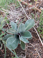 Goniolimon speciosum