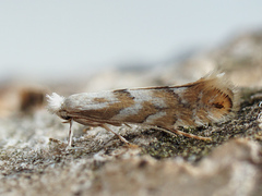 Phyllonorycter