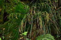 Carex ischnostachya