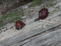 Ganoderma tsugae