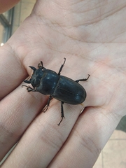 Serrognathus kyanrauensis