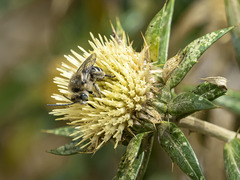 Tetraloniella hohmanni
