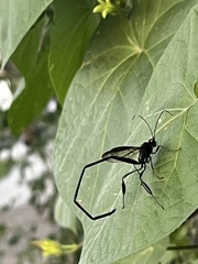 Pelecinus polyturator