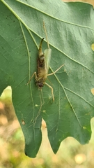 Meconema thalassinum