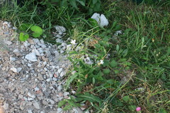 Silene latifolia alba
