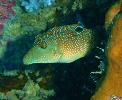 Canthigaster petersii