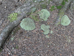 Leucobryum