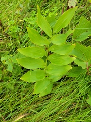 Polygonatum biflorum