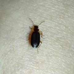 Coleoptera