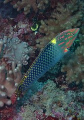 Halichoeres hortulanus