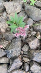 Eutrochium maculatum