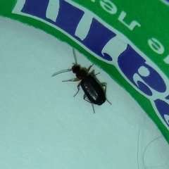 Coleoptera