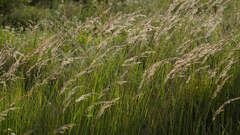 Calamagrostis