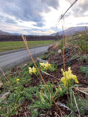 Iris humilis