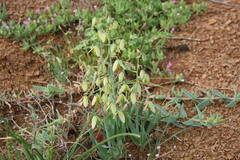 Albuca ciliaris