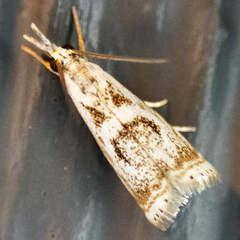 Microcrambus elegans