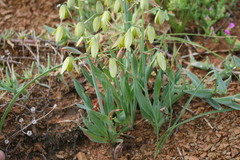 Albuca ciliaris
