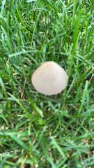 Conocybe apala